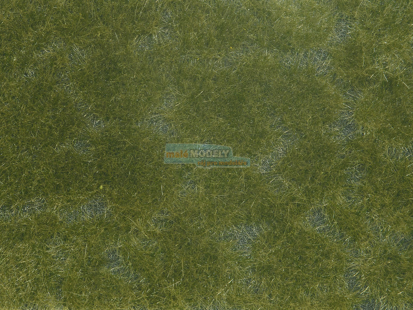 Groundcover Foliage dark green