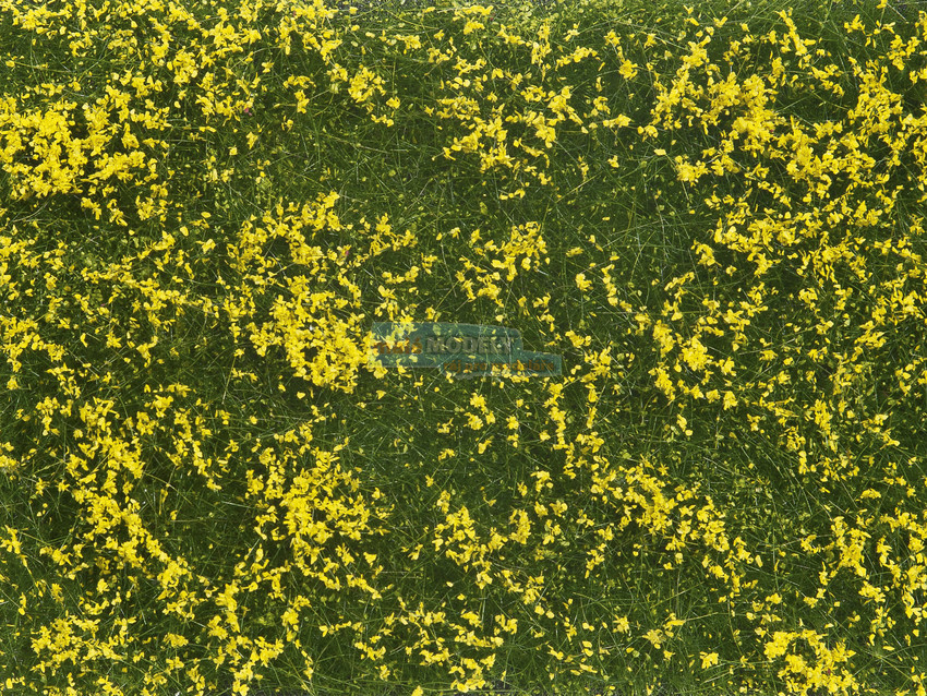 Groundcover Foliage meadow yellow