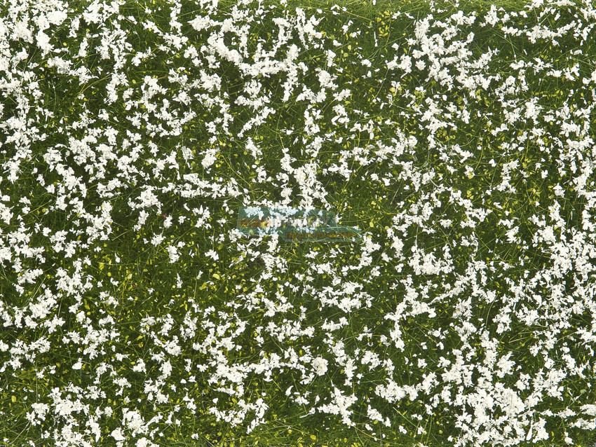 Groundcover Foliage, Meadow white