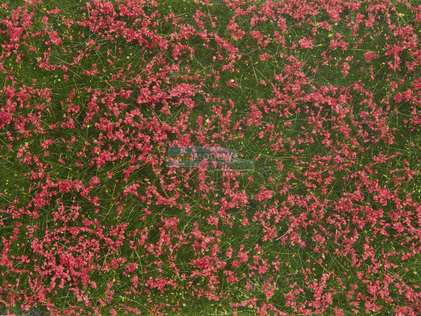 Groundcover Foliage, Meadow red